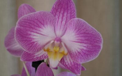 Healthy Orchid Care Tips