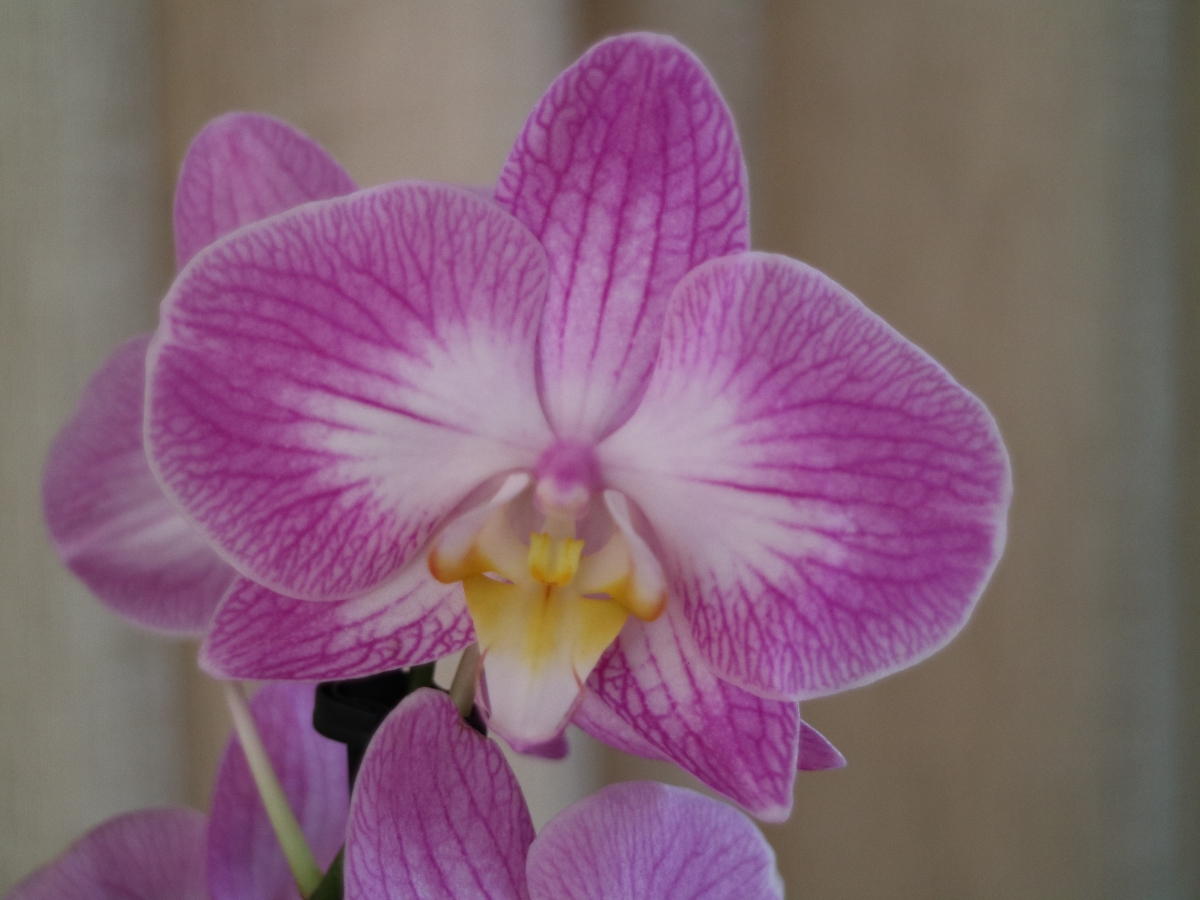 Home: Phalaenopsis