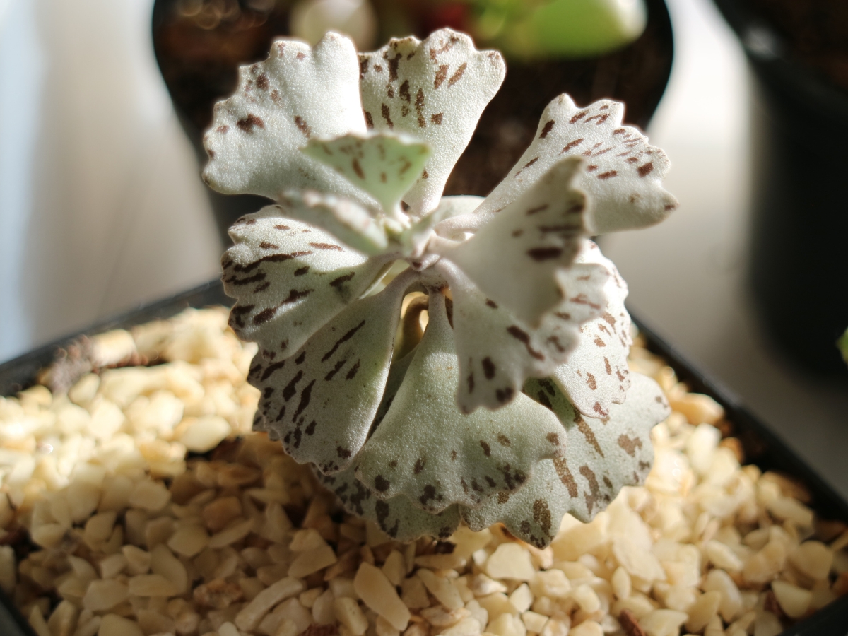 Pies From Heaven Kalanchoe rhombopilosa