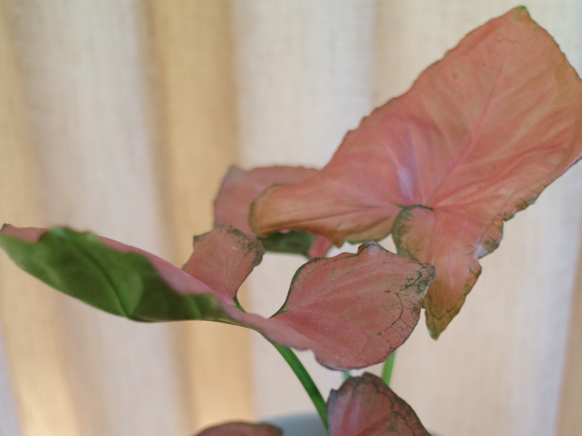 Home: Syngonium Pink Perfection