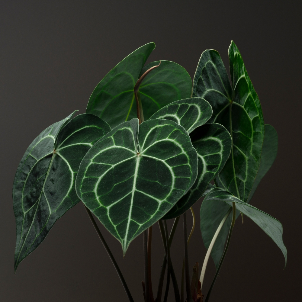 Home Anthurium