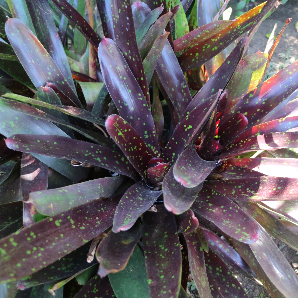 Bromeliads
