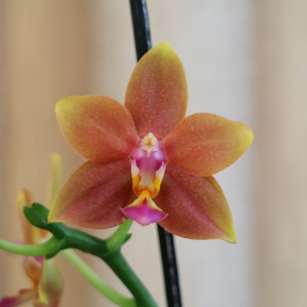 Home Phalaenopsis Meidarland Chambe Orchid