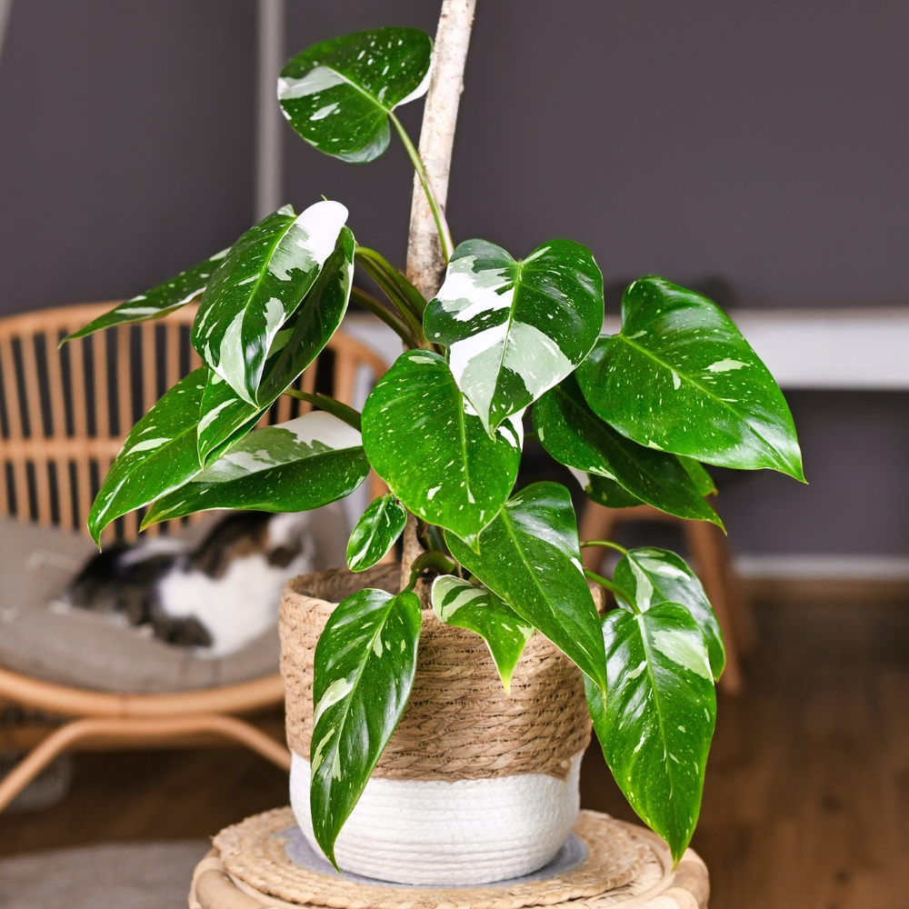Home Philodendron White Princess