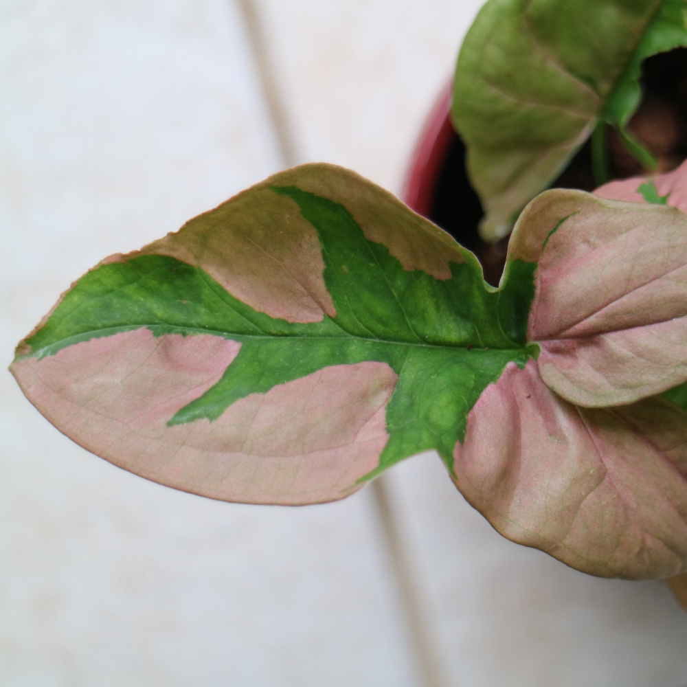 Home Syngonium