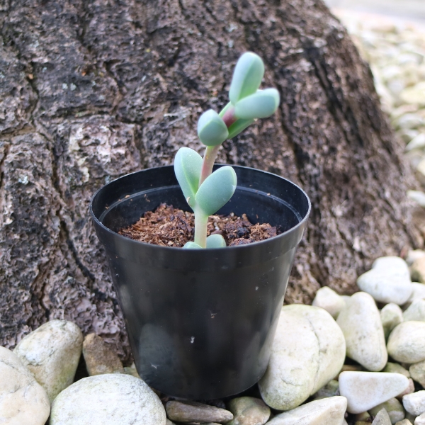 Corpuscularia Lehmannii Succulent
