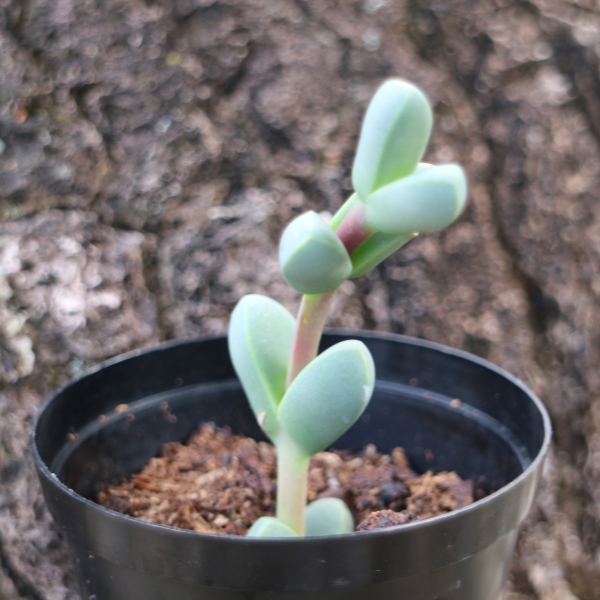 Corpuscularia Lehmannii Succulent - Image 3