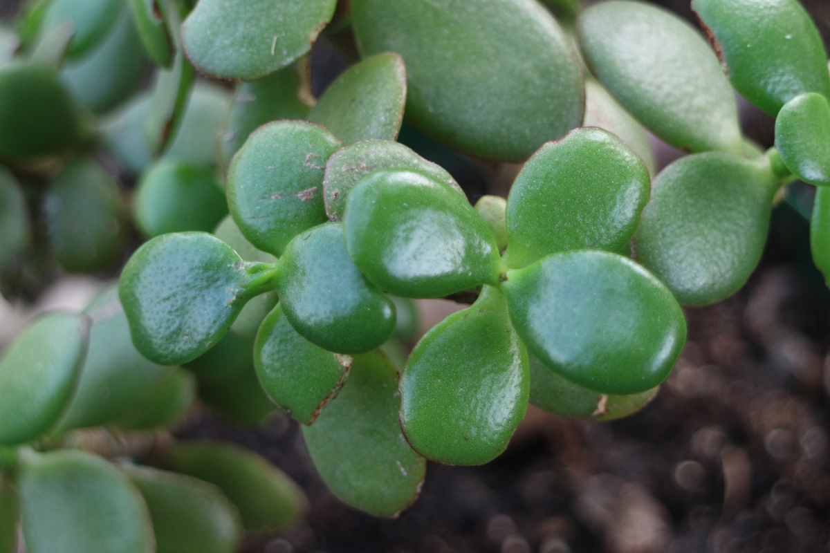 Jade Plant Colours