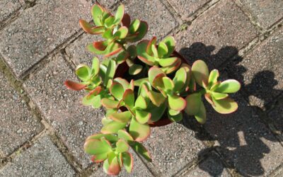 Jade Plant Colours