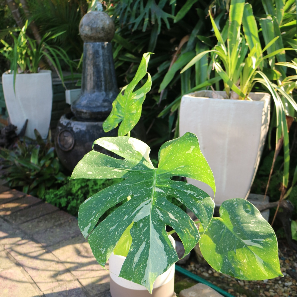 Monstera